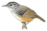 Guianan Warbling Antbird Illustration