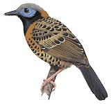 Ocellated Antbird Illustration