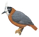 White-plumed Antbird Illustration