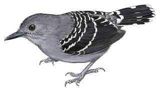 Common Scale-backed Antbird - eBird