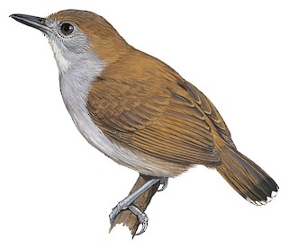 Common Scale-backed Antbird - eBird