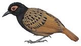 Black-spotted Bare-eye Illustration