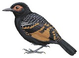 Reddish-winged Bare-eye Illustration