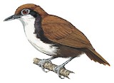 White-cheeked Antbird Illustration