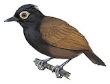 Bare-eyed Antbird Illustration