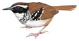 White-bibbed Antbird Illustration