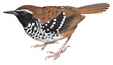 Squamate Antbird Illustration