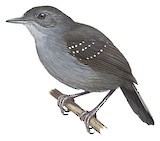 Brownish-headed Antbird Illustration