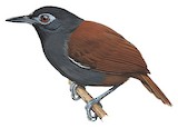 Chestnut-backed Antbird Illustration