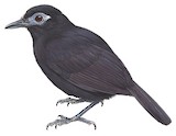 Blue-lored Antbird Illustration