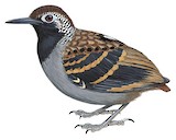 Wing-banded Antbird Illustration