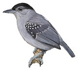 Spot-winged Antshrike Illustration