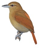 Russet Antshrike Illustration