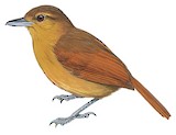 Rufescent Antshrike Illustration