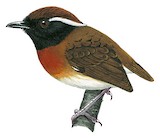 Chestnut-belted Gnateater Illustration