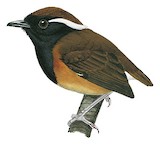 Black-breasted Gnateater Illustration