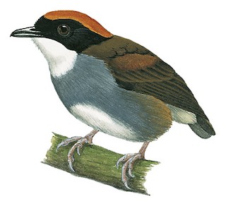 Conopophaga melanops nigrifrons