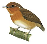 Rufous Gnateater Illustration