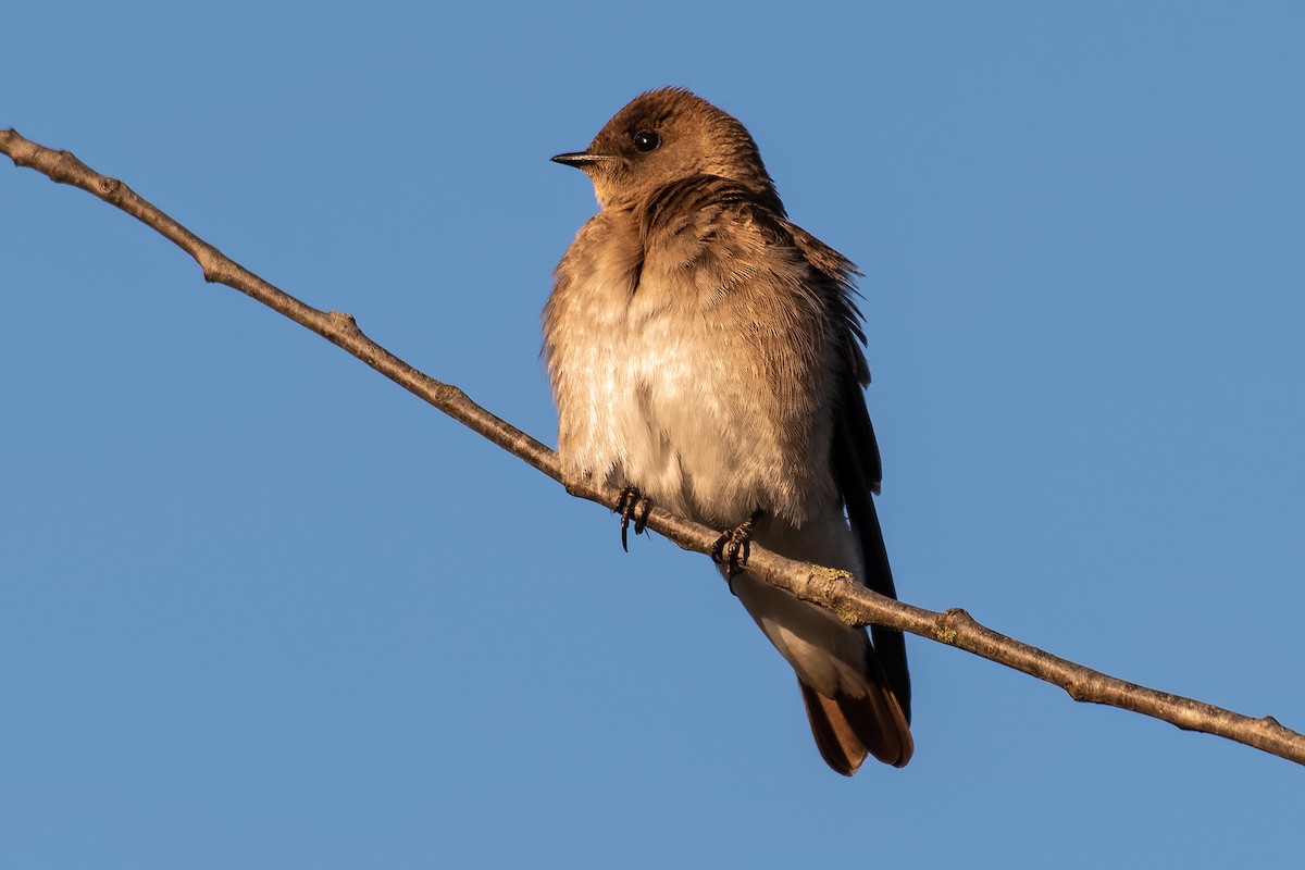 Northern Rough-winged Swallow - Don Danko