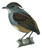 Ash-throated Gnateater Illustration