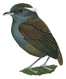 Slaty Gnateater Illustration