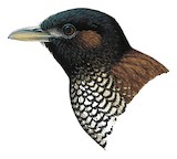 Black-crowned Antpitta Illustration