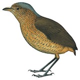 Giant Antpitta Illustration