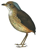 Great Antpitta Illustration