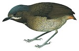 Tachira Antpitta Illustration