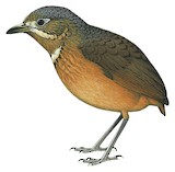 Scaled Antpitta Illustration