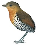 Ochre-striped Antpitta Illustration