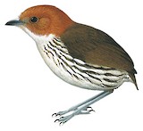 Chestnut-crowned Antpitta Illustration