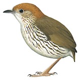 Watkins's Antpitta Illustration