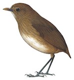 Cundinamarca Antpitta Illustration