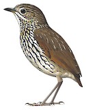 Stripe-headed Antpitta Illustration