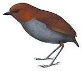 Bicolored Antpitta Illustration