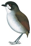 Jocotoco Antpitta Illustration