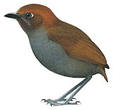 Chestnut-naped Antpitta Illustration