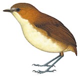 Yellow-breasted Antpitta Illustration