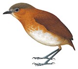 Rusty-tinged Antpitta Illustration