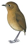 Bolivian Antpitta Illustration