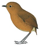 Junin Antpitta Illustration