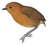 Muisca Antpitta Illustration