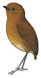 Chestnut Antpitta Illustration