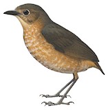 Atuen Antpitta Illustration