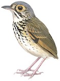 Snethlage's Antpitta Illustration