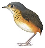 Thicket Antpitta Illustration