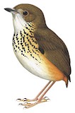 Amazonian Antpitta Illustration