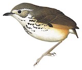 White-browed Antpitta Illustration