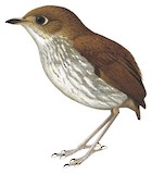 Tapajos Antpitta Illustration